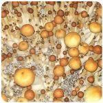 Псилоцибиновые (галлюциногенные)  грибы Psilocybin "Golden Teacher" в Сочи