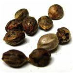 Семена марихуаны АК-47  (Seeds AK-47) в Сочи